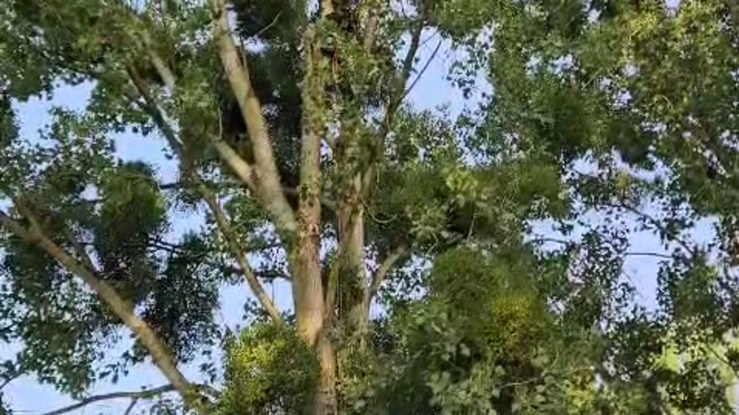 élagages sur grande hauteur